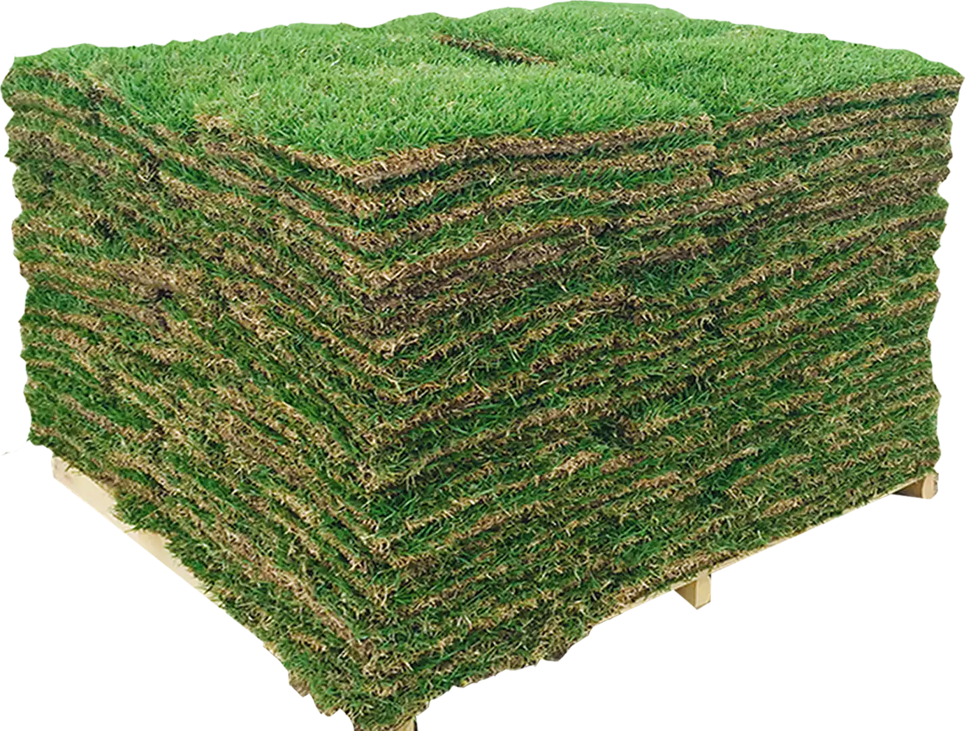 Centipede Grass