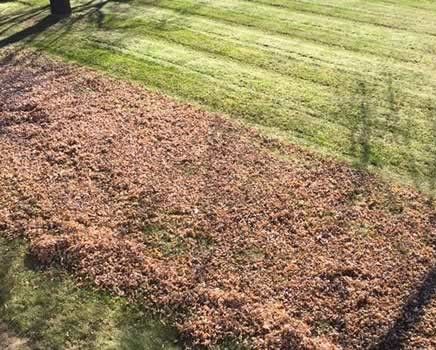 Lawn Clean up