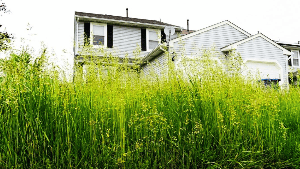 Overgrown Lawn
Revitalization
